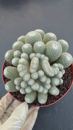 Mammillaria Perbella Monster Crested Cluster #870 | Rare Specimen Cactus | 6" Live Plant