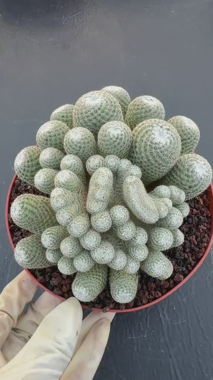 Mammillaria Perbella Monster Crested Cluster #870 | Rare Specimen Cactus | 6" Live Plant