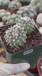 Turbinicarpus Schmiedickeanus Double Head – Rare Live Cactus For Sale #176