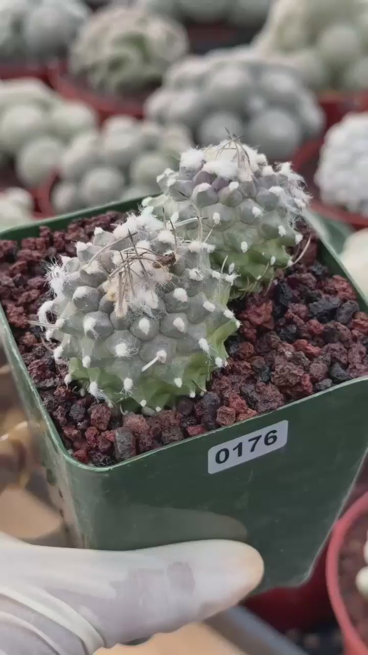 Turbinicarpus Schmiedickeanus Double Head – Rare Live Cactus For Sale #176
