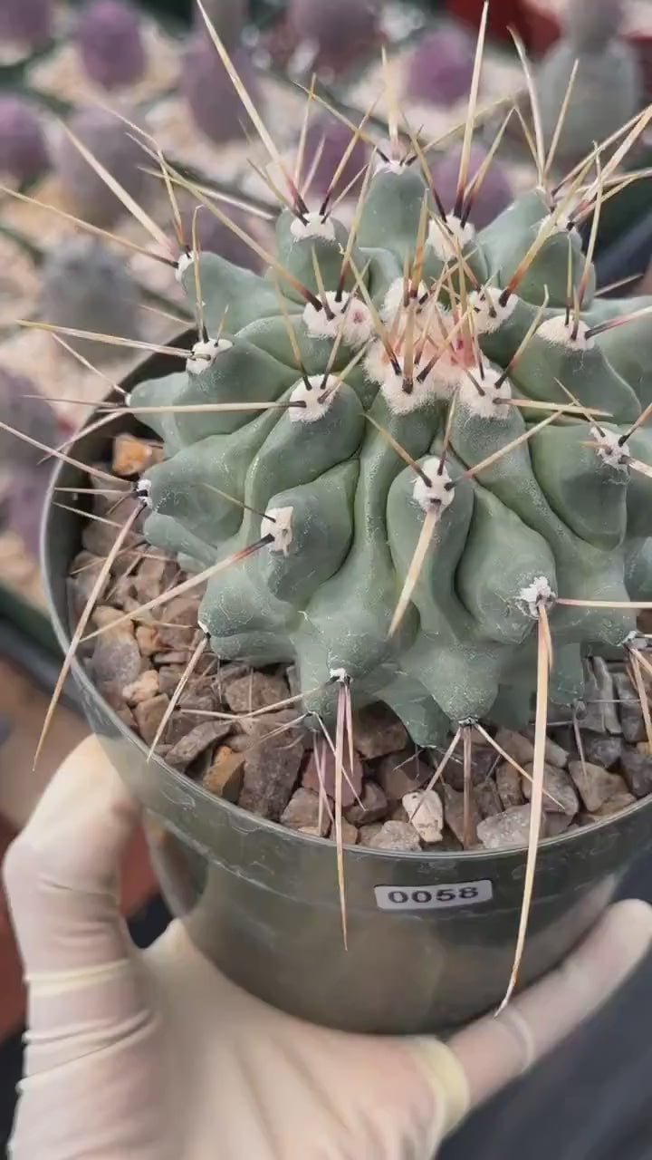 Thelocactus Rinconensis | Seed‑Grown Rare Cactus | Live Plant #58