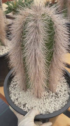 Woolly Rhino Columna Cactus Cutting | Rare Collector Cactus | Calloused & Ready to Root