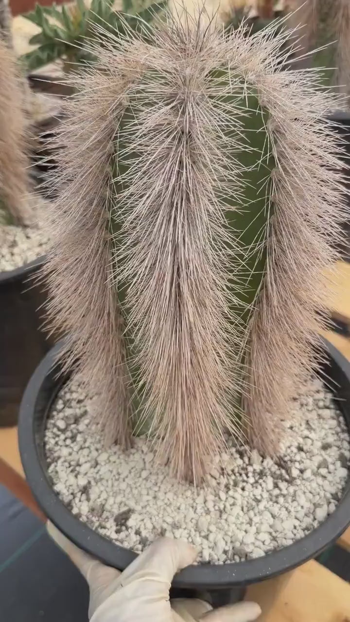 Woolly Rhino Columna Cactus Cutting | Rare Collector Cactus | Calloused & Ready to Root