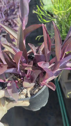 Purple Heart Plant (Tradescantia pallida)