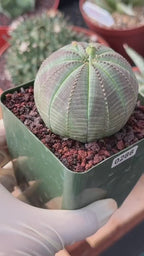 Euphorbia Obesa #286 | Rare Succulent | Baseball Plant