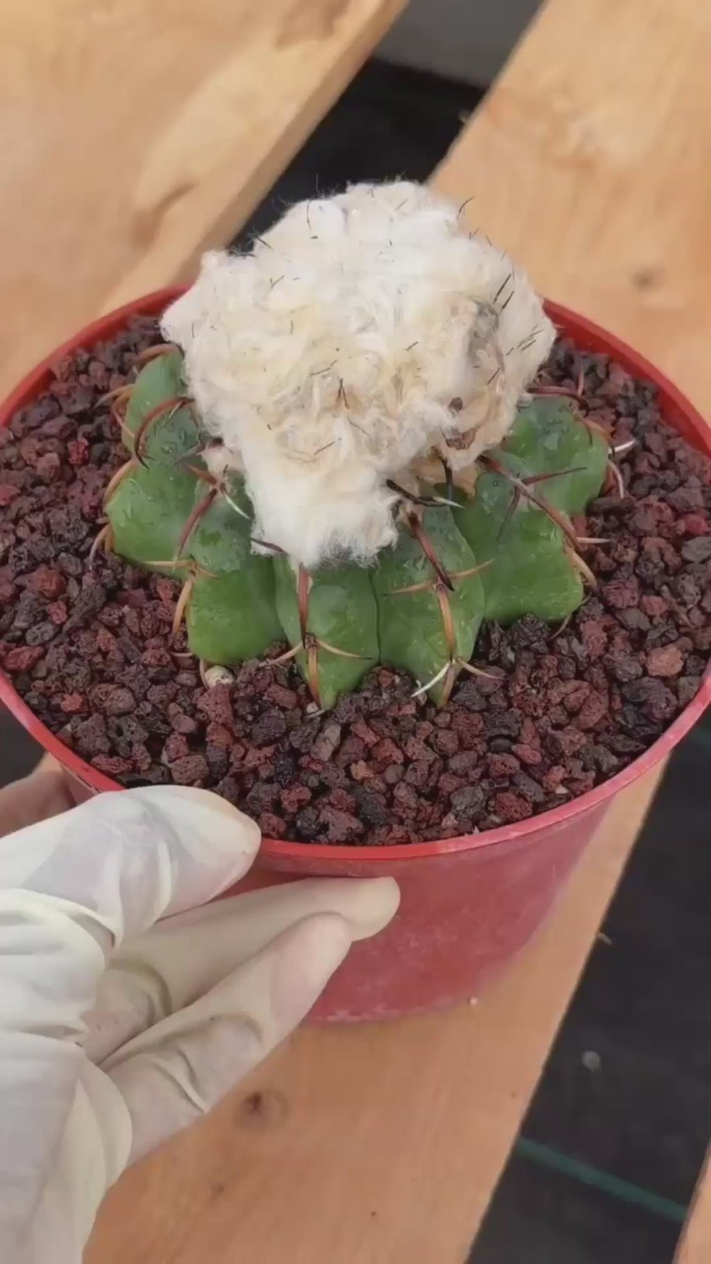 Discocactus heptacanthus × placentiformis Hybrid #728 — Rare Collector Cactus