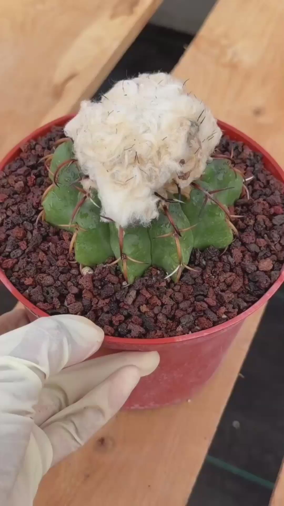 Discocactus heptacanthus × placentiformis Hybrid #728 — Rare Collector Cactus