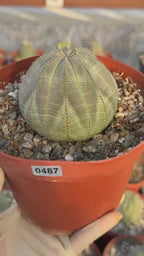 Large Euphorbia Obesa Live Succulent | Rare Seed Grown Baseball Plant #487