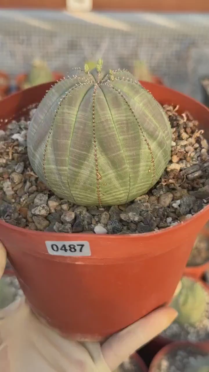 Large Euphorbia Obesa Live Succulent | Rare Seed Grown Baseball Plant #487