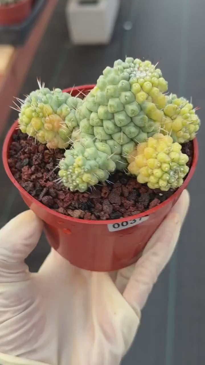 Variegated Mammillaria Schumannii – Rare Seed-Grown Cluster | Collector's Cactus #37