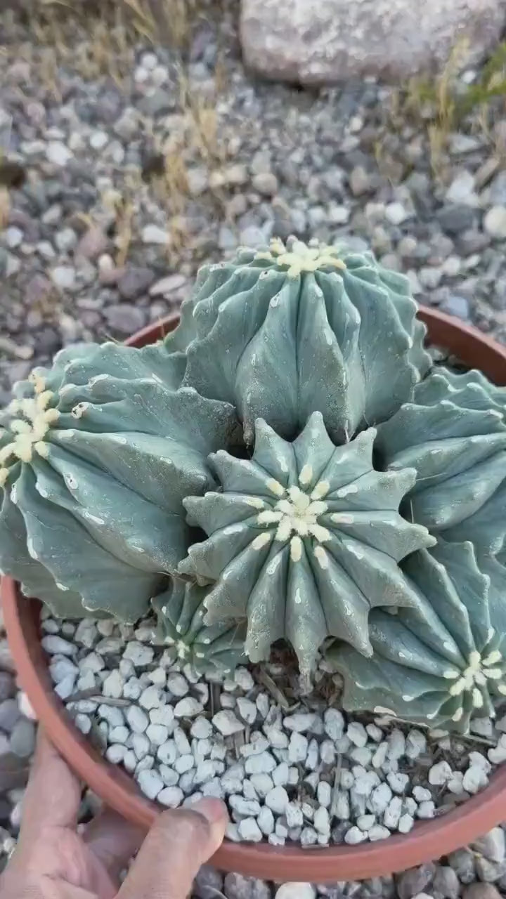 Ferocactus glaucescens inermis cluster – Rare live cactus specimen for collectors