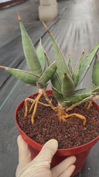 Sansevieria pinguicula Walking Snake Plant | Exact Plant #1058