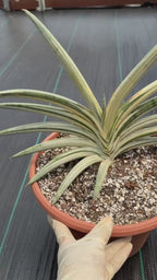 Variegated Sansevieria Lavranos Blue Clone | Live Snake Plant