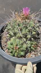 Seed Grown Thelocactus Rinconensis Cluster | Rare Live Cactus | Collector Plant