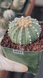 Astrophytum Asterias 11‑Rib Seed‑Grown #433 – Rare 3.5'' Pot Cactus | Live Succulent