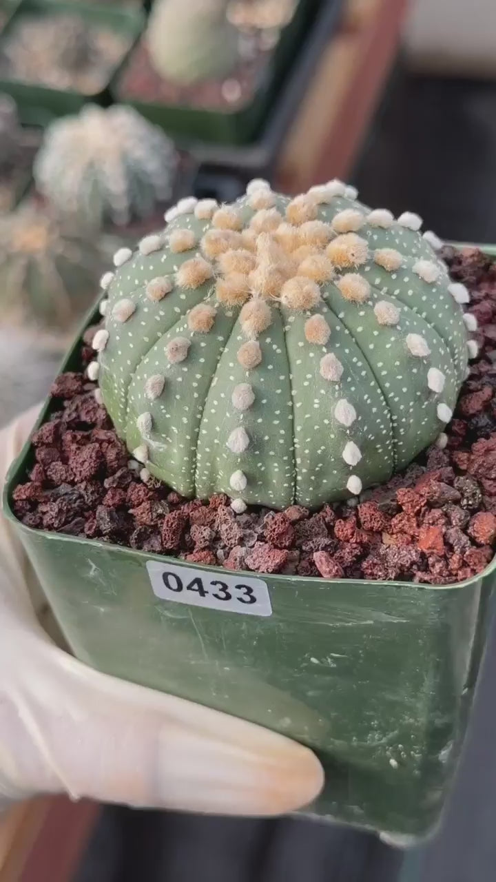 Astrophytum Asterias 11‑Rib Seed‑Grown #433 – Rare 3.5'' Pot Cactus | Live Succulent
