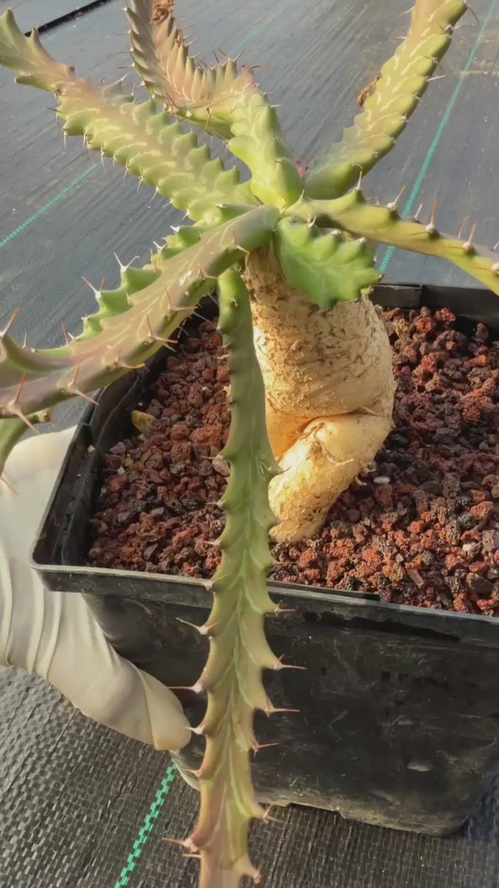 Euphorbia Microcantha #363 – Rare Collector Succulent