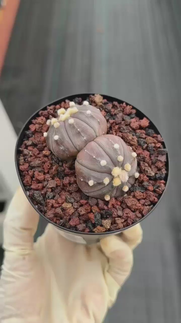 Double Heads Purple Skin Astrophytum Asterias – Seed Grown