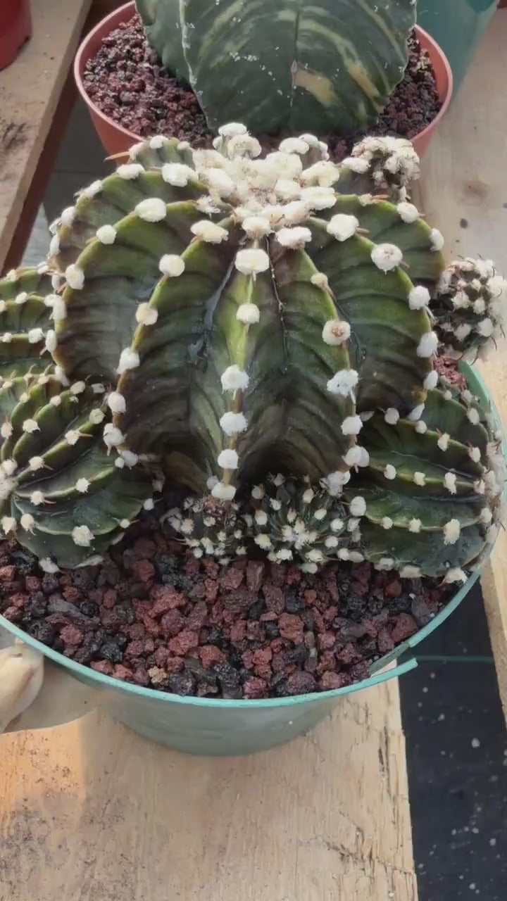 Gymnocalycium LB2178 Hybrid with pups | Rare Live Cactus | Live Plant