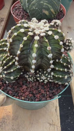 Gymnocalycium LB2178 Hybrid with pups | Rare Live Cactus | Live Plant