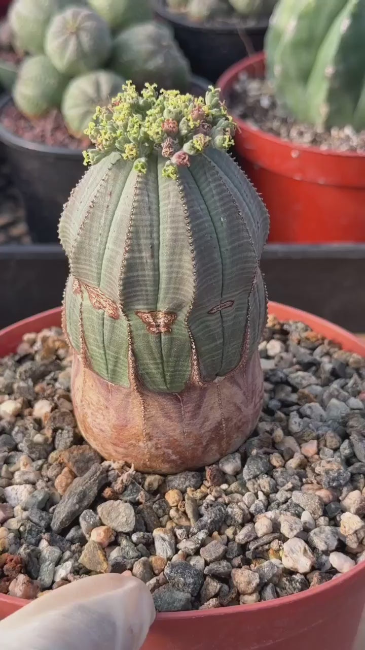 Seed Grown Euphorbia Obesa #184 — Rare Baseball Plant