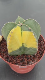Variegated Astrophytum Myriostigma – Large Rare Live Cactus