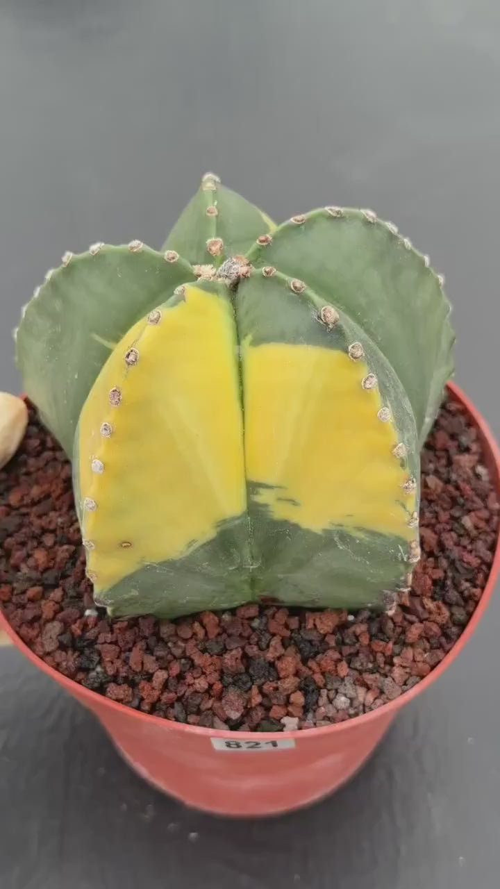 Variegated Astrophytum Myriostigma – Large Rare Live Cactus