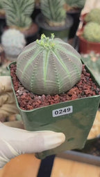 Euphorbia Obesa #249 | Rare Baseball Plant | Collector's Succulent