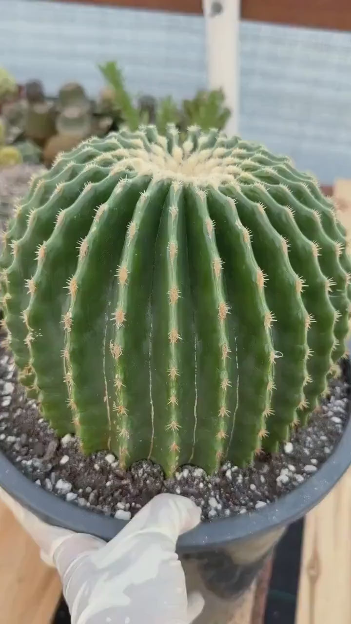 Echinocactus Grusonii Inermis | Rare Short Spine Specimen Live Cactus Plant #127