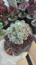 Turbinicarpus klinkerianus Cluster – Rare Seed-Grown Cactus
