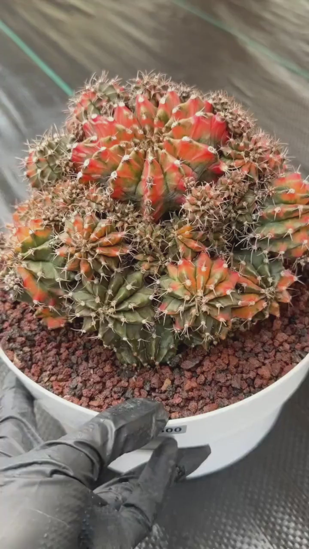 Rare 8in Variegated Gymnocalycium Cluster Live Cactus | Orange Green Collector Specimen #600