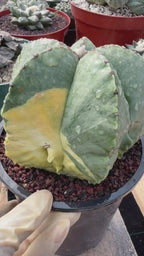 Variegated Astrophytum Myriostigma Seed Grown #876