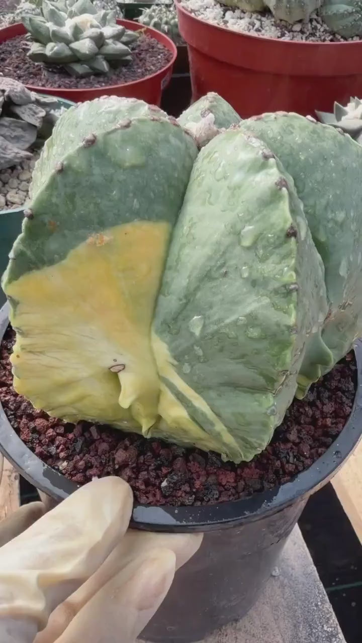 Variegated Astrophytum Myriostigma Seed Grown #876