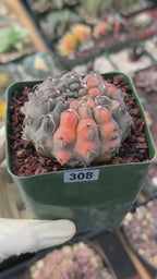 Variegated Gymnocalycium Ochoterenae Cactus #308