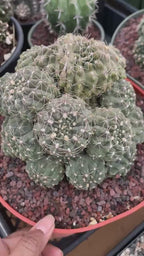 Crested Gymnocalycium Baldianum Cluster | Rare Seed-Grown Cactus