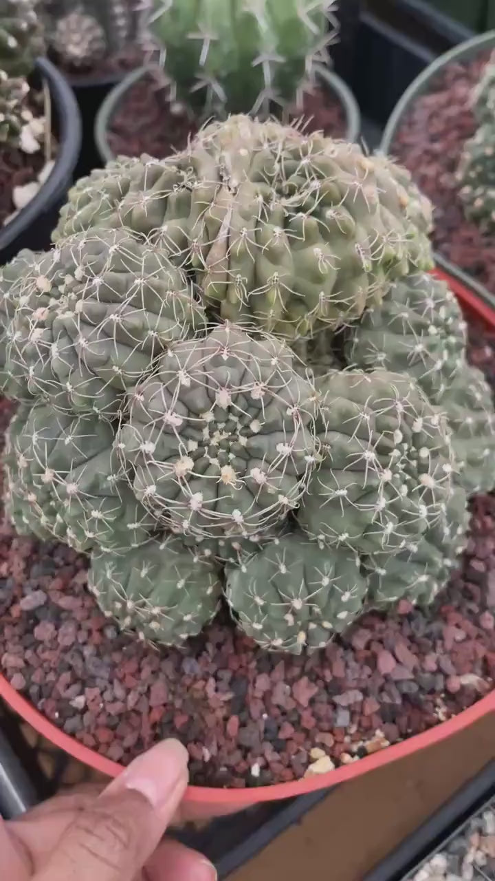 Crested Gymnocalycium Baldianum Cluster | Rare Seed-Grown Cactus