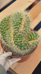 Crested Golden Barrel Cactus – Rare Large Specimen | Collector's Live Plant #165