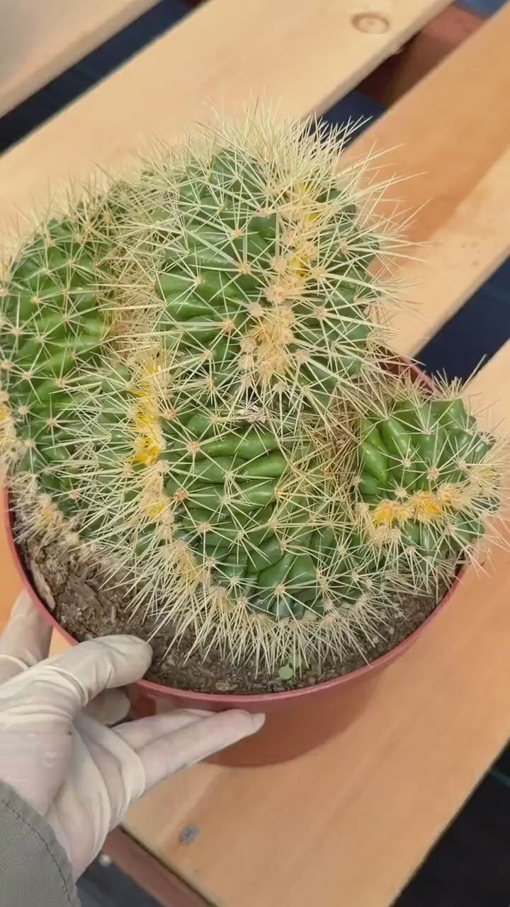 Crested Golden Barrel Cactus – Rare Large Specimen | Collector's Live Plant #165
