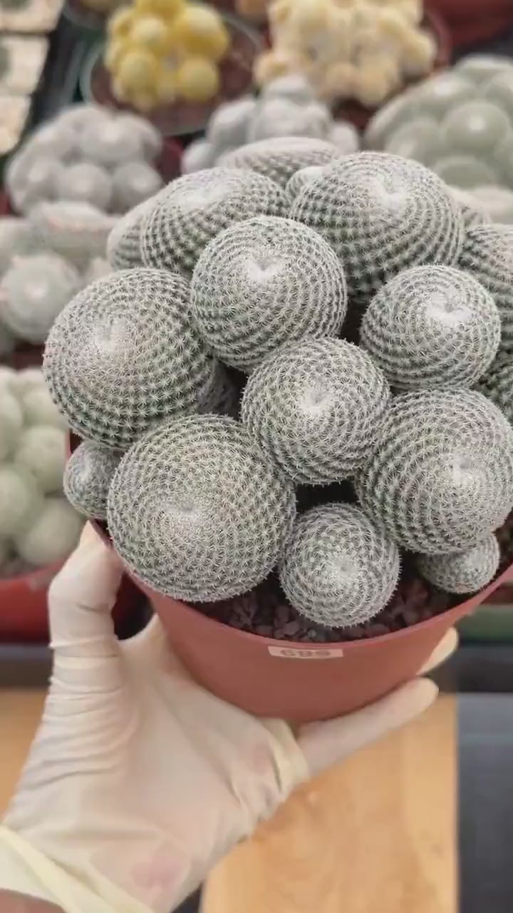 Mammillaria Perbella Cluster Cactus #699