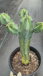 Variegated Blue Pilosocereus Pachycladus | Rare Blue Live Cactus Plant #181