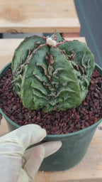 Astrophytum Fukuyu #618 | Rare Collector Cactus