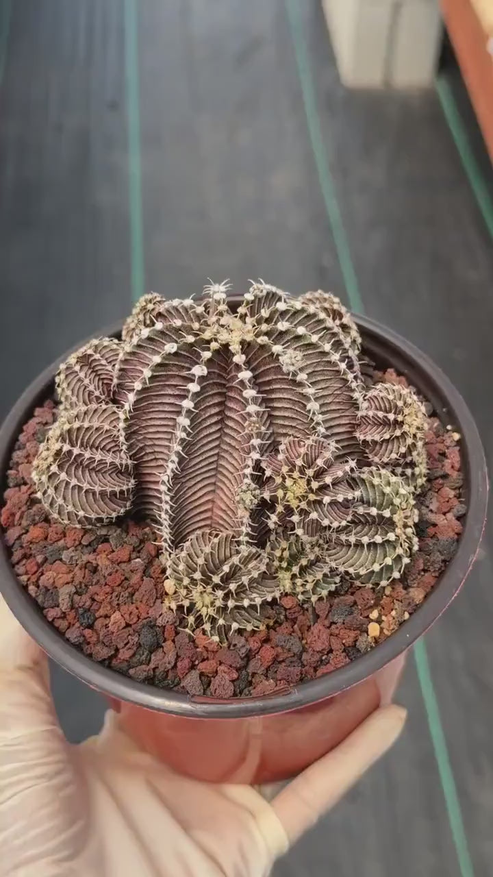 Gymnocalycium R9001 Cluster Rare Live Cactus – Similar Collector Plant #18