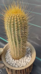 Micranthocereus Cactus | Rare Live Cactus Plant |