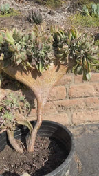 Crested Aeonium Sunburst | Large Live Succulent