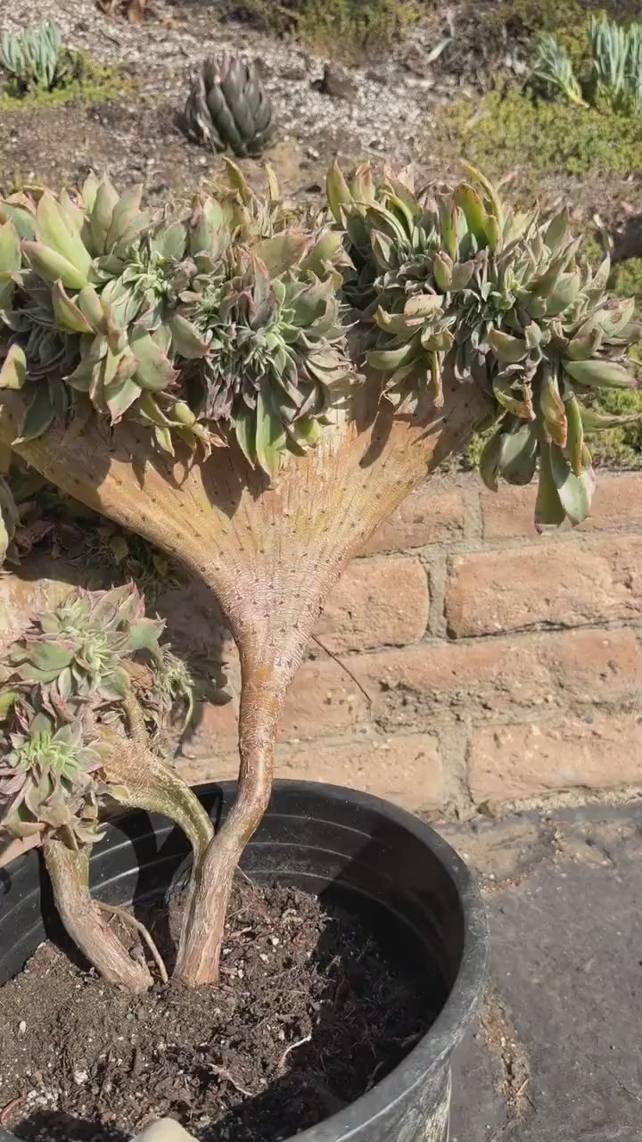 Crested Aeonium Sunburst | Large Live Succulent