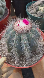 Melocactus Azureus | Blue Turk Cap Cactus Easy Care Cactus Succulent Plant #512