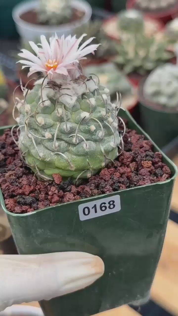 Turbinicarpus Schmiedickeanus – Rare Flowering Cactus | Live Succulent Plant for Collectors #168