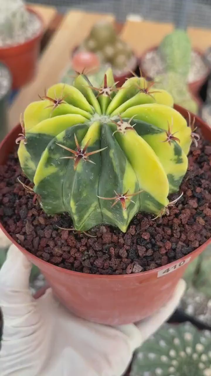 Variegated Echinocactus texensis | Rare Horse Crippler Cactus #410
