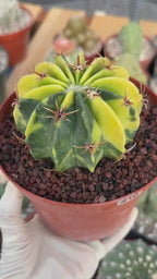 Variegated Echinocactus texensis | Rare Horse Crippler Cactus #410