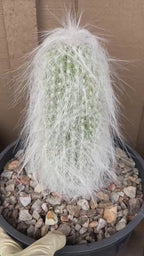 Cephalocereus Senilis Large Live Cactus